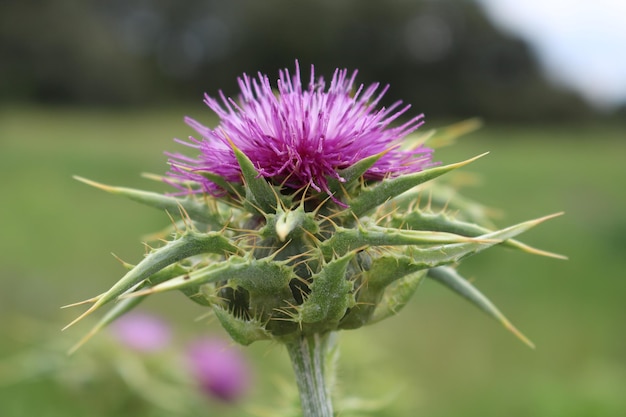 Flor de cardo mariano con fondo de un prado verde