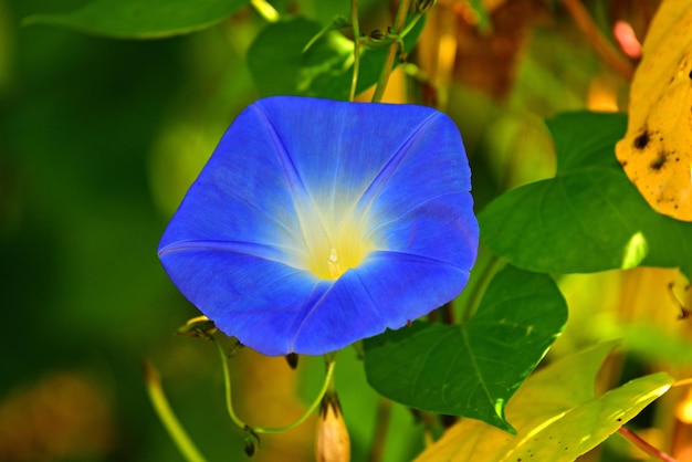 flor de cardo en primavera