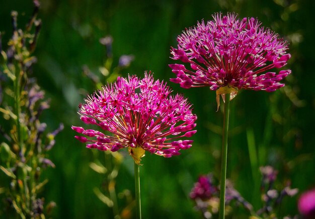 flor de cardo en primavera