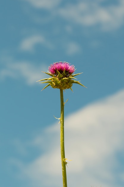 Foto flor de cardo