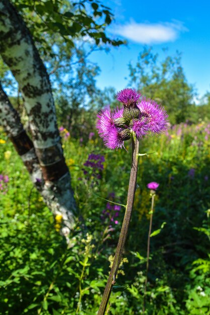 la flor del cardo