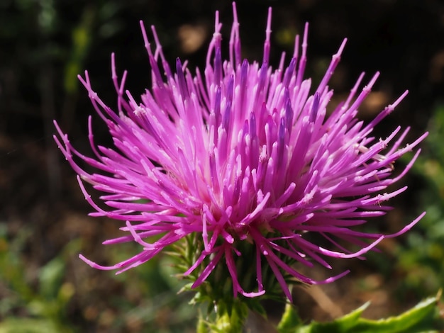 Flor de cardo