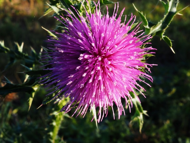 Flor de cardo