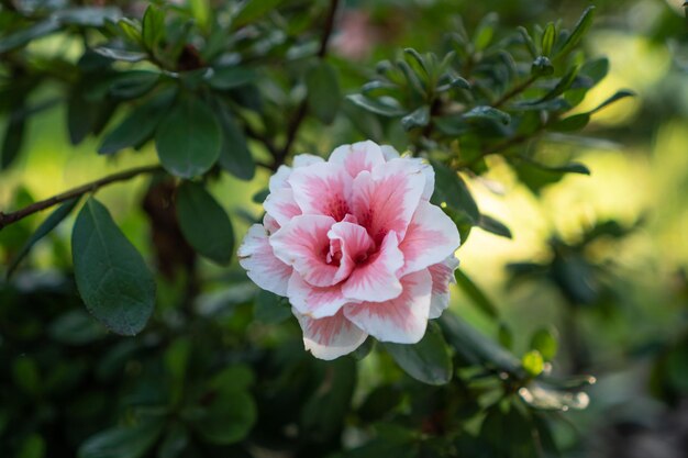 Flor carmellia en la naturaleza