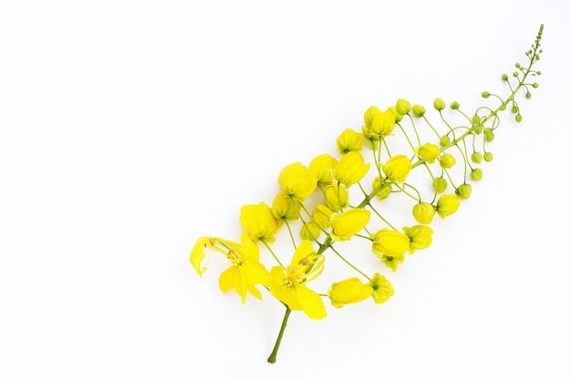 Flor de Cassia fístula sobre fondo blanco.