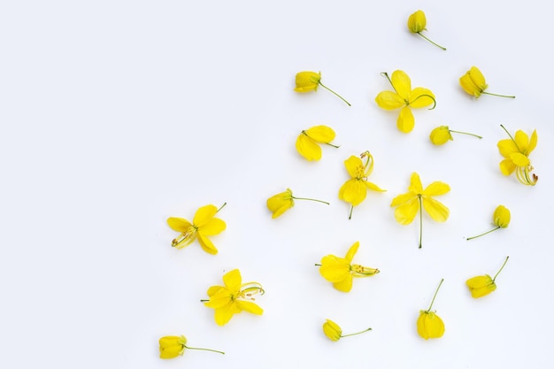 Flor de Cassia fístula sobre fondo blanco.