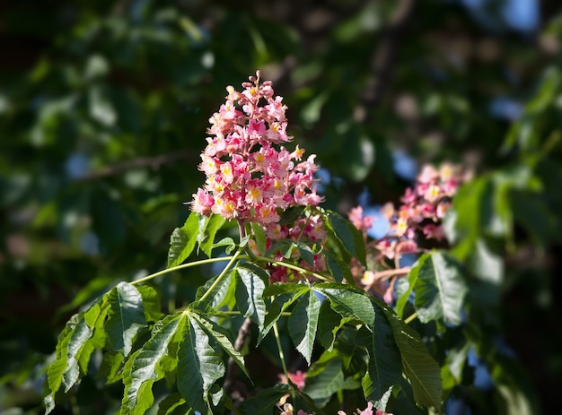 Flor de castaño de Indias