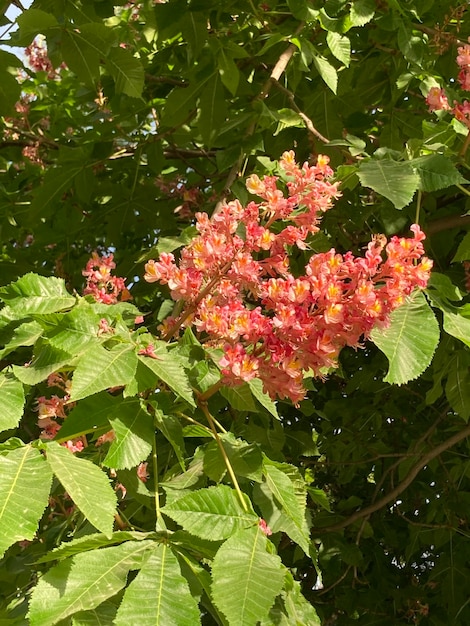 Flor de castaño rosa y abeja de cerca