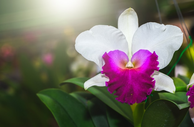 Flor cattleya rosa branca e vívida