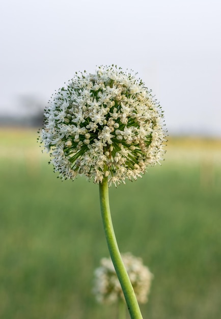 Flor de cebolla blanca completamente florecida dentro de una granja agrícola con fondo bokeh