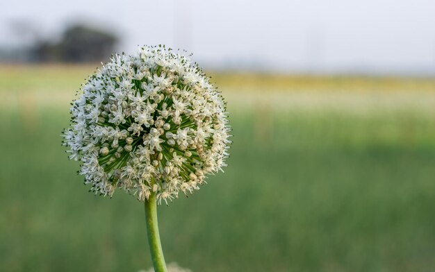 Una flor de cebolla blanca completamente florecida frente a un fondo verde con espacio para copiar