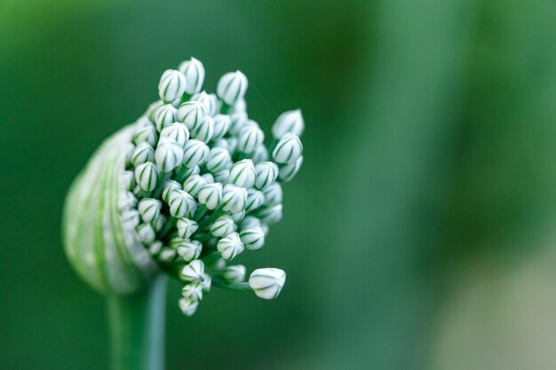 Foto flor de cebolla en el jardín florece primer plano foto de alta calidad