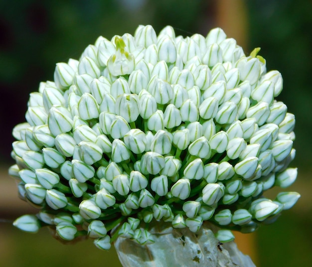 flor de cebolla en una macro