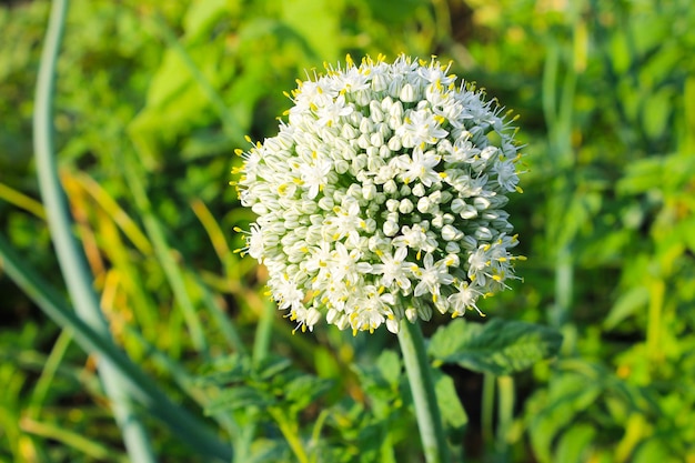 flor de cebolla