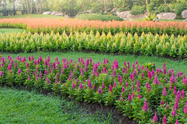 Flor de celosia multicolor en el jardin.