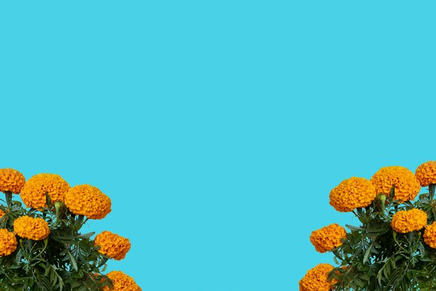 Flor de cempasúchil con espacio para texto en la parte superior y fondo