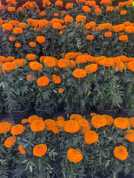 Flor de cempasúchil usada para altares mexicanos para el día de muertos