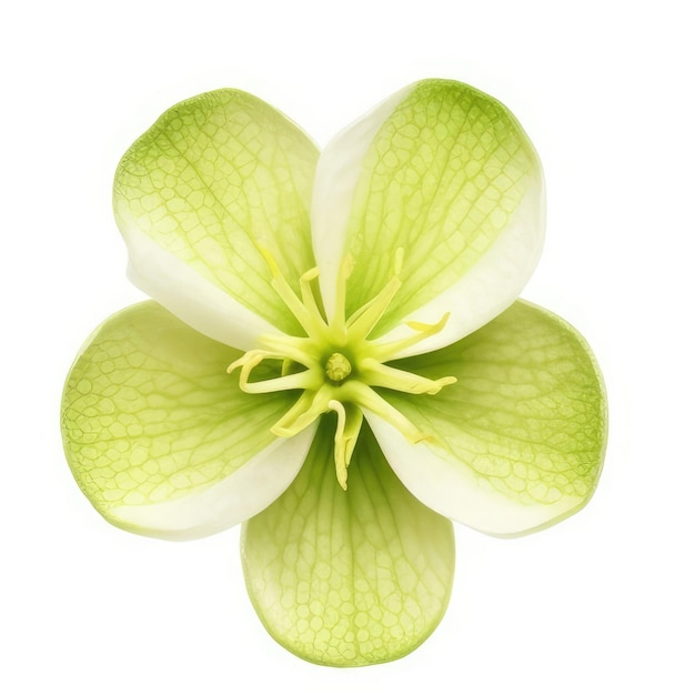 Una flor con un centro amarillo y pétalos verdes.