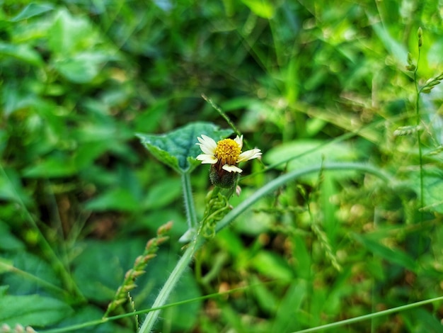 Una flor con un centro amarillo y un tallo verde con un centro blanco.