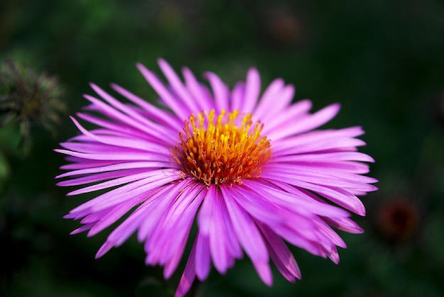 Una flor con un centro amarillo.