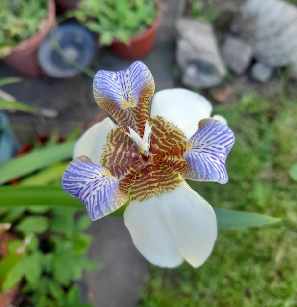 Una flor con un centro blanco y un centro morado.