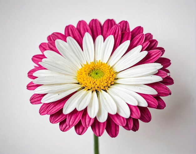 una flor con un centro blanco y rosa