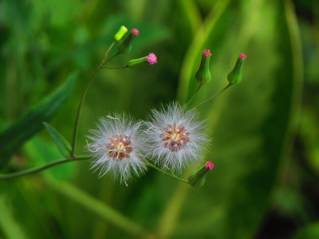 Una flor con un centro rosado se muestra con un fondo verde.