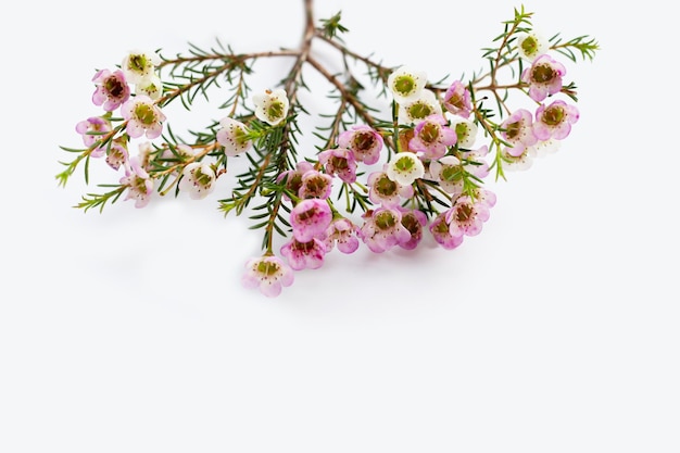 Foto flor de cera blanca rosa sobre fondo blanco.