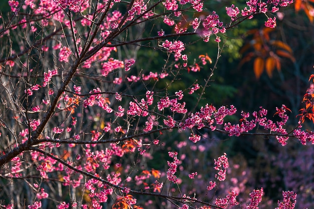 Flor de cereza Prunus cerasoides o cereza silvestre del Himalaya