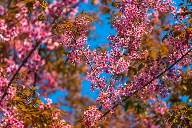 Flor de cereza Prunus cerasoides o cereza silvestre del Himalaya