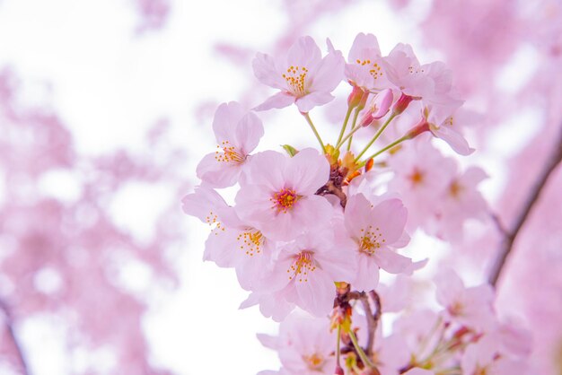 Flor de cereza rosa Sakura de baja claridad