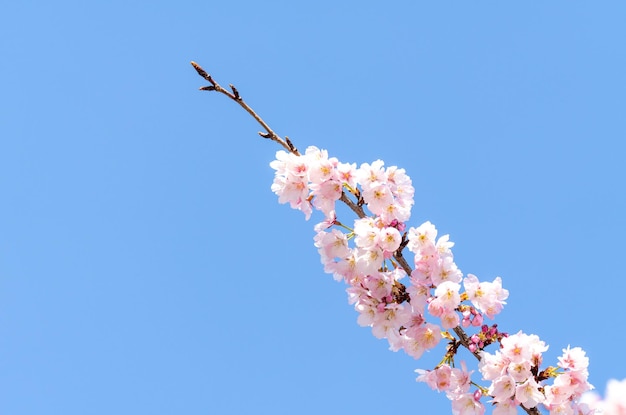 Foto la flor de cereza rosada la flor de cerezo japonesa la flor de la cereza en el árbol de sakura las flores de sakura son representativas de las flores japonesas la parte principal del pase de invierno amo a todos