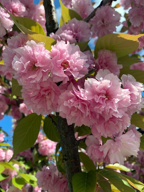 Foto flor de cereza rosada de primavera y hojas verdes