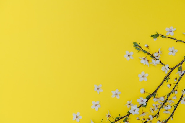 Flor de cerezo Abril naturaleza floral y flor de sakura de primavera sobre fondo de color Banner para el 8 de marzo Feliz Pascua con lugar para texto Concepto de primavera Vista superior Lay Flat