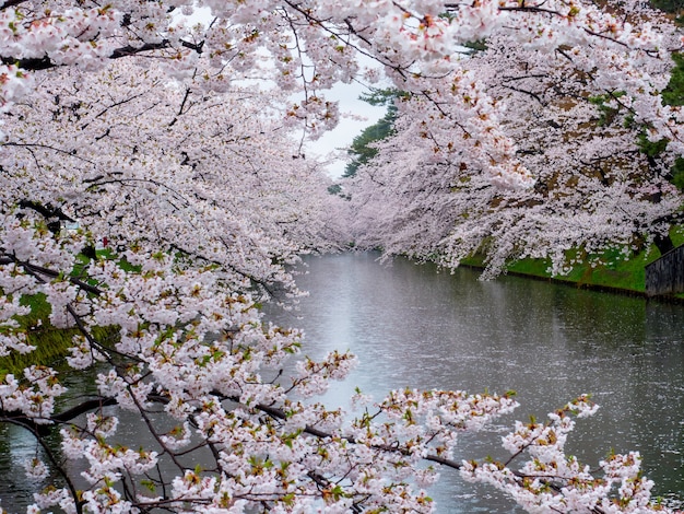 Flor de cerezo al lado del canal en día lluvioso.