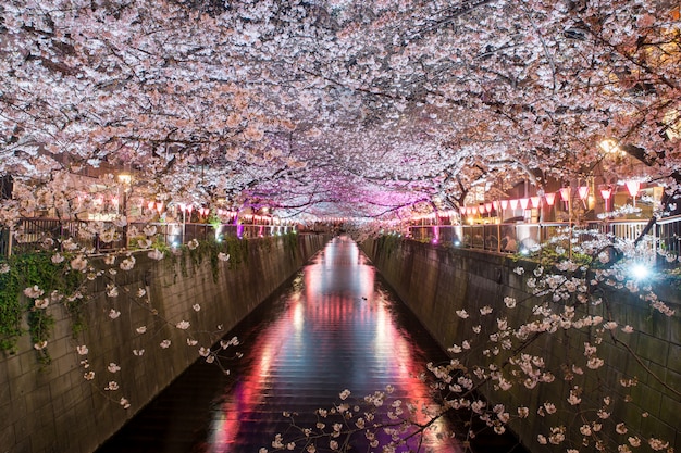 La flor de cerezo alineó el canal de Meguro en la noche en Tokio, Japón.