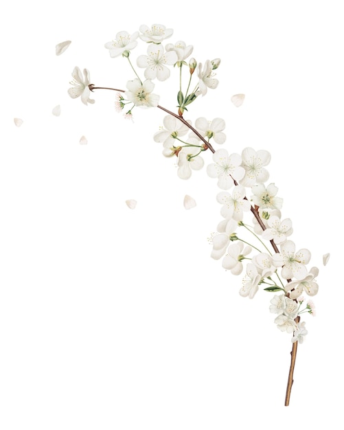 Flor de cerezo Amarena elemento png fondo transparente
