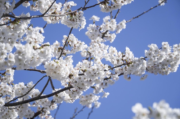 Flor de cerezo blanca con fondo bluesky