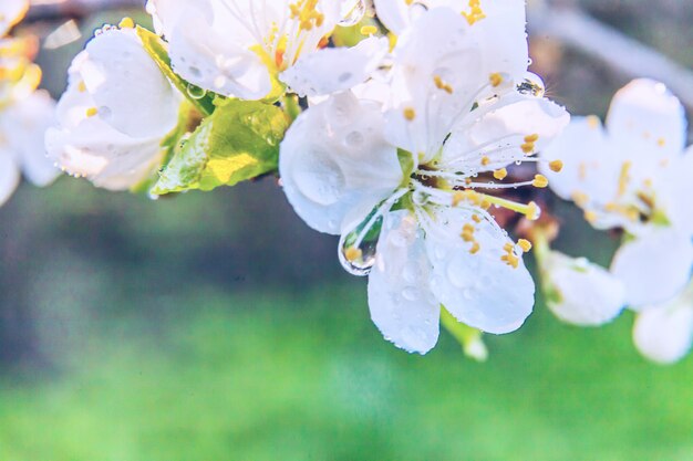 La flor de cerezo blanca hermosa Sakura florece macro cercana para arriba en tiempo de primavera. Inspiración floral jardín floreciente o parque. Diseño de arte floral.