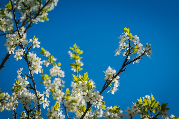 Flor de cerezo blanca sobre cielo azul