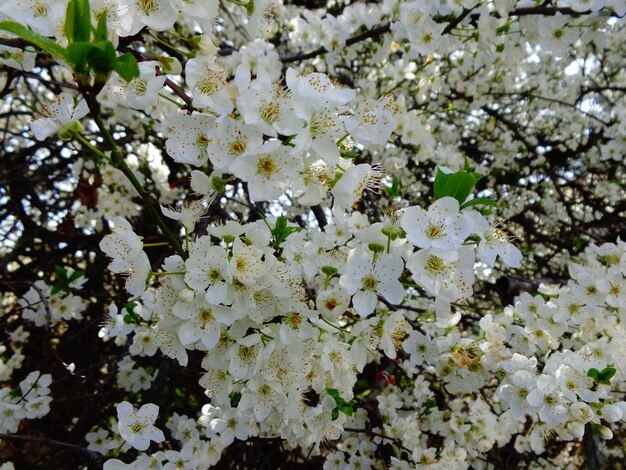 Foto la flor del cerezo blanco de cerca