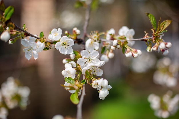 Flor de cerezo blanco. Floración de primavera en el jardín. Jardinería.