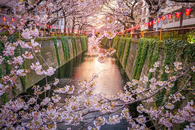 Flor de cerezo en el Canal Meguro en Tokio, Japón por la noche