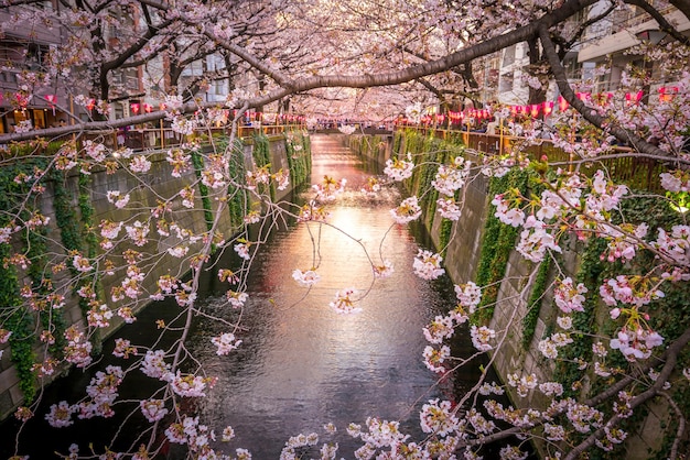 La flor de cerezo en el Canal Meguro en Tokio, Japón por la noche
