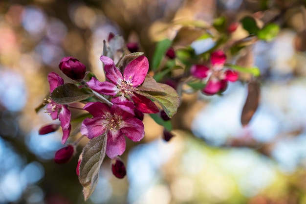 Flor de cerezo con cielo azul brillante en primavera. Concepto de tiempo de primavera