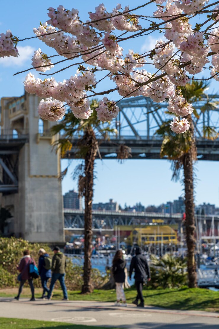 Flor de cerezo de la ciudad de Vancouver en plena floración Burrard Street Bridge en el fondo Sunset Beach