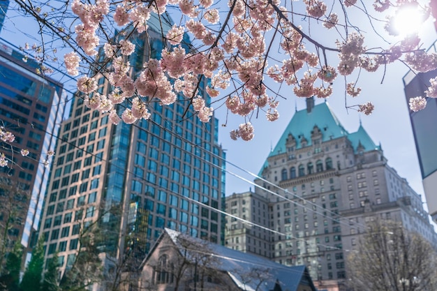 Flor de cerezo de la ciudad de Vancouver en plena floración edificios del centro en el fondo Estación Burrard