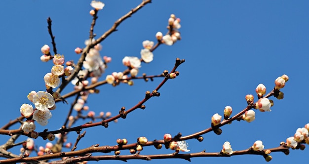 Flor de cerezo contra el cielo azul Floración de primavera Flores de árboles frutales Flores blancas Bokeh