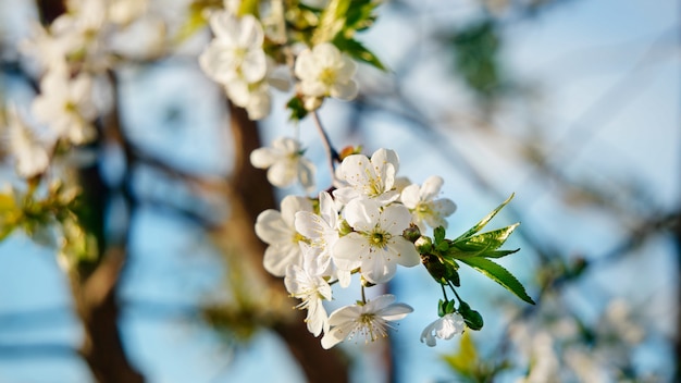 flor de cerezo dulce