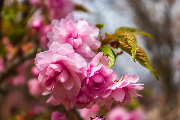 Flor de cerezo con enfoque suave, temporada de Sakura en Corea, Fondo